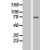 Western Blot: 15 Lipoxygenase 1 Lysate [NBL1-07481] - Western Blot experiments. 
Left-Control; Right -Over-expression Lysate for ALOX15